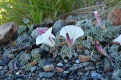 Calystegia collina oxyphylla