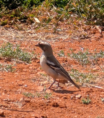 Southern White-browed Sparrow-Weaver