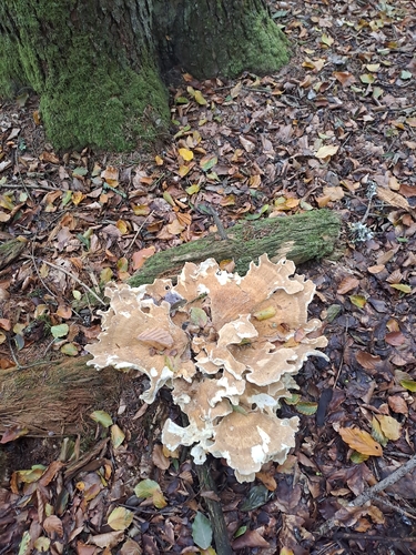 mountain polypore