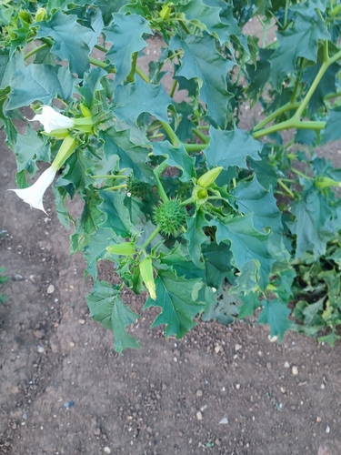 jimsonweed
