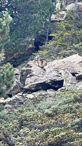 Alpine Marmot