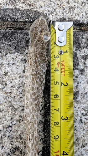 Western Montpellier Snake