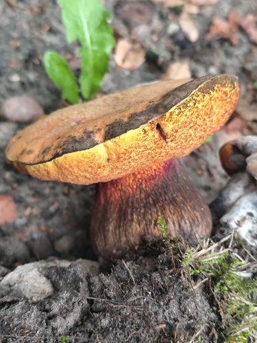 Lurid Bolete