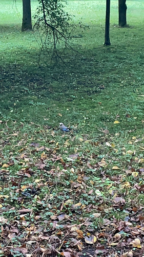 Eurasian Jay