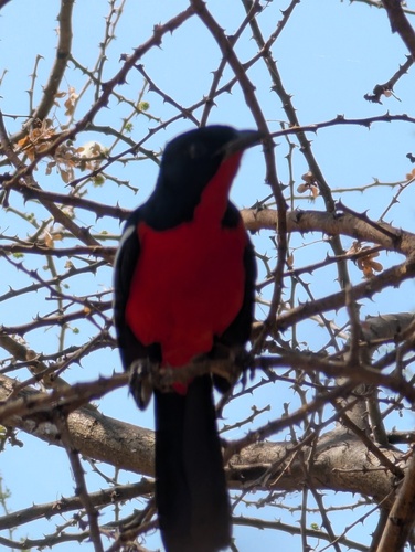 Crimson-breasted Gonolek
