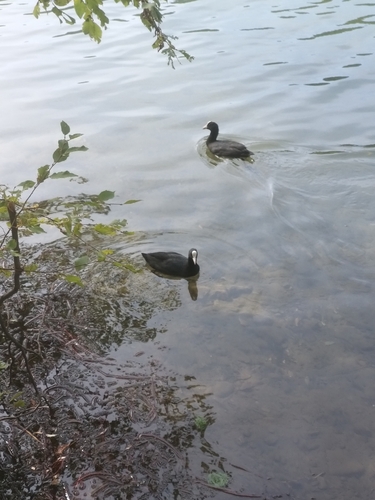 Eurasian coot
