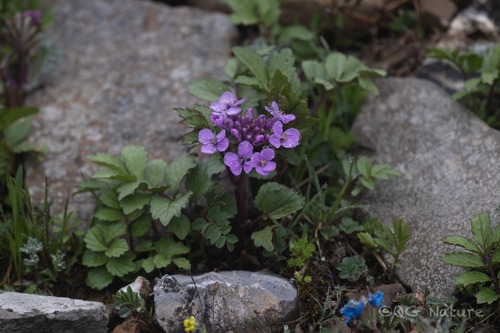 Cardamine macrophylla