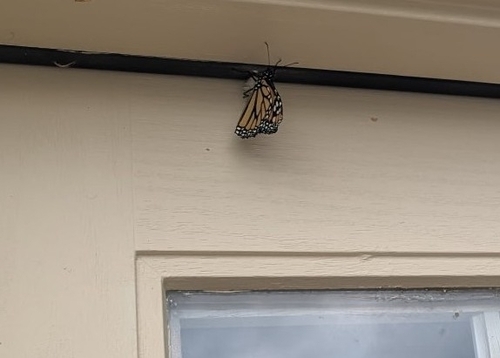Monarch