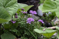 (c) Wang.QG, some rights reserved (CC BY) Cardamine macrophylla, photograph (c) Wang.QG, some rights reserved (CC BY)