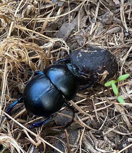 Thorectes intermedius