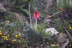 Meconopsis punicea