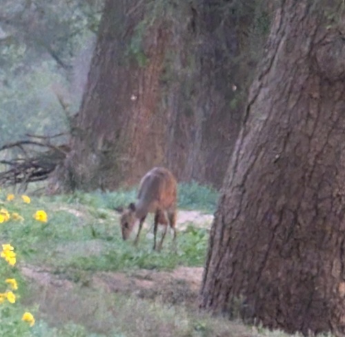 Southern Bushbuck