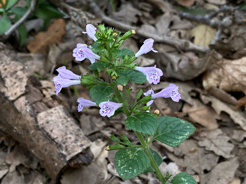 Lesser Calamint