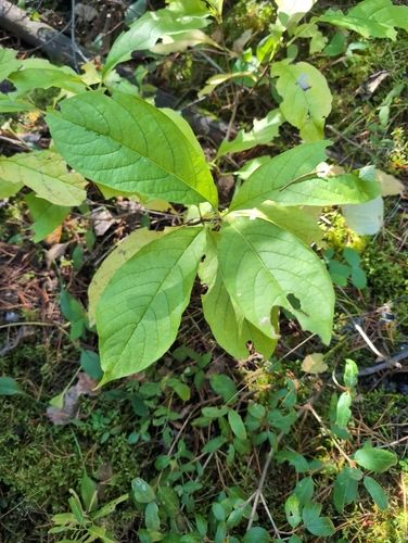 twinberry honeysuckle