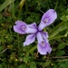 Iris douglasiana - Photo (c) diskus，保留部份權利CC BY-NC
