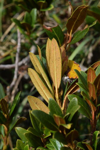 Rusty-leaved Alpenrose