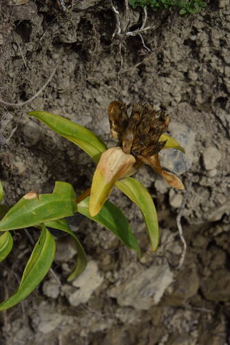 Cross Gentian