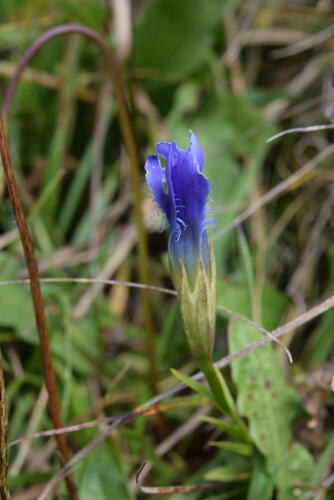 Fringe-flowered Gentian
