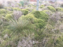 Distichlis distichophylla