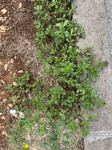 Common Purslane