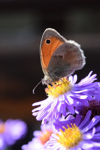 Small Heath