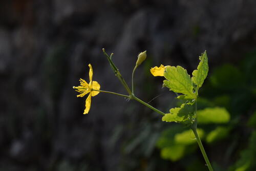 Greater celandine