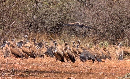 White-backed Vulture
