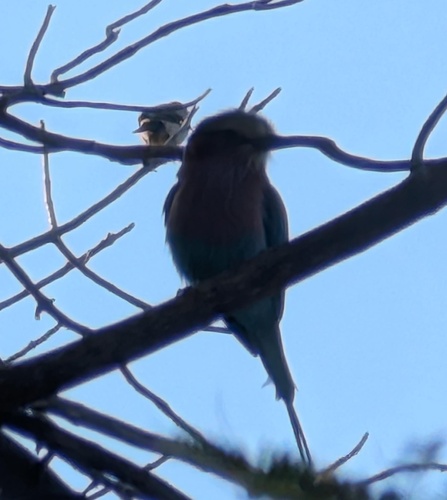 Lilac-breasted Roller
