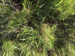 Distichlis distichophylla