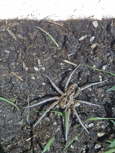Geolycosa vultuosa