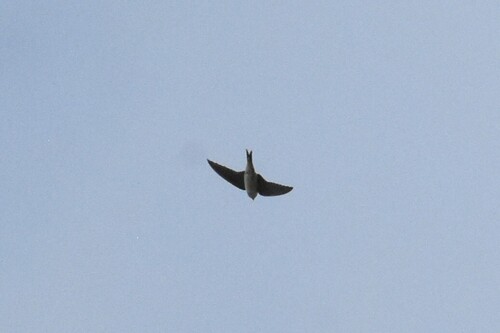 Western House Martin