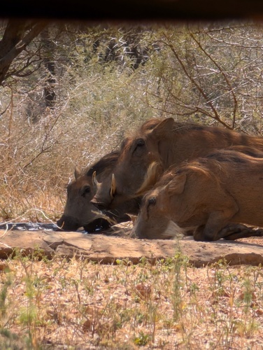 Southern Warthog