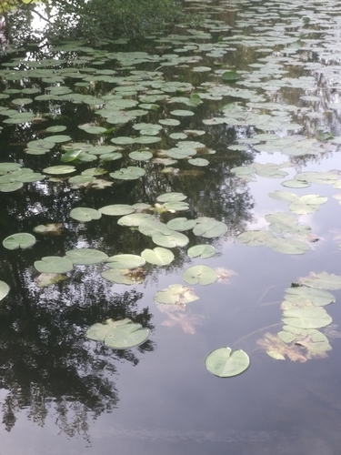 yellow water-lily