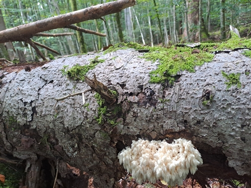Hericium alpestre