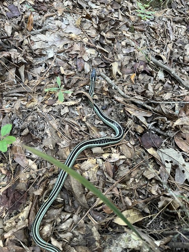 Western Ribbon Snake