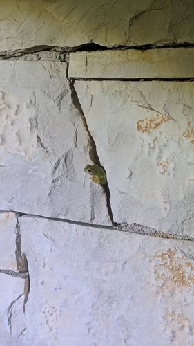 European Tree Frog