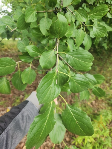 common buckthorn