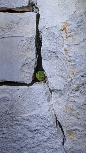 European Tree Frog