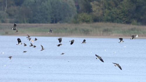 Northern Lapwing
