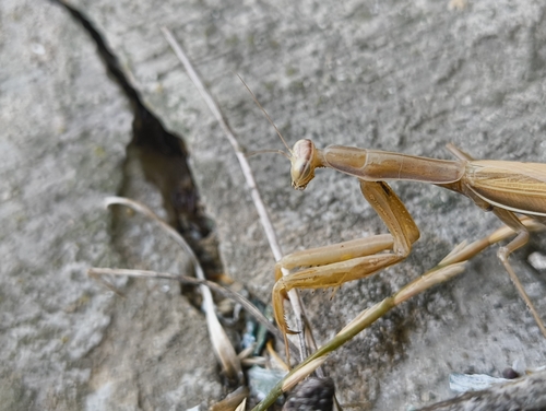 European Mantis