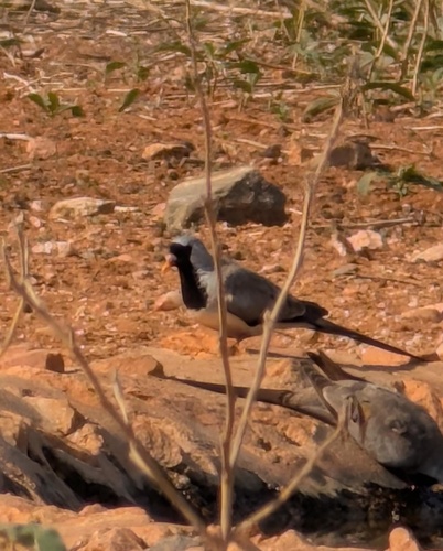 Mainland Namaqua Dove
