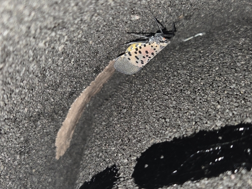 Spotted Lanternfly