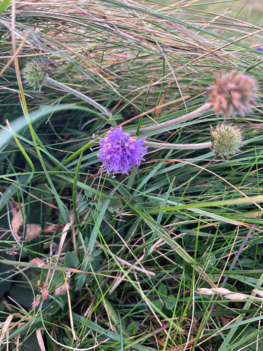 Devil's-bit Scabious
