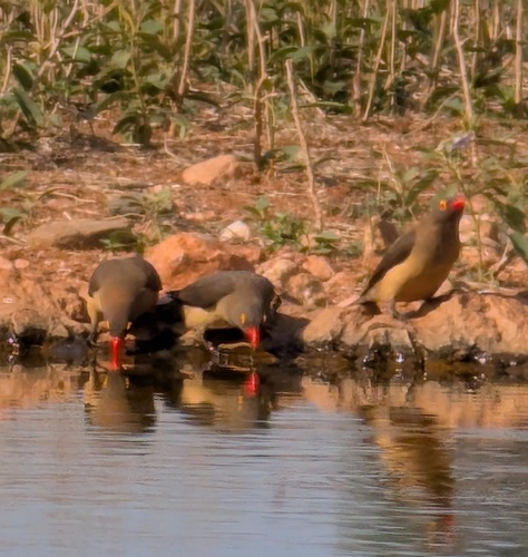 Red-billed Oxpecker