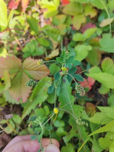 Black Medick