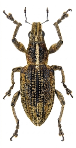 Charagmus gressorius