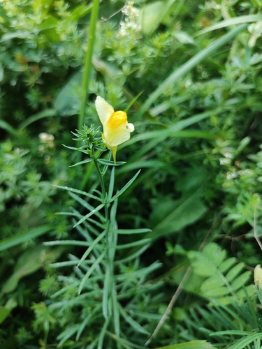 common toadflax