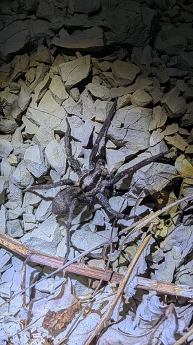 Radiated Wolf Spider