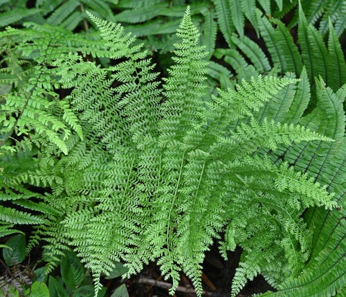 Athyrium microphyllum observed 2026-09-19