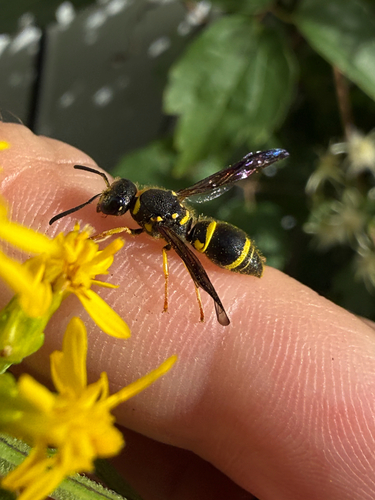 Ancistrocerus campestris